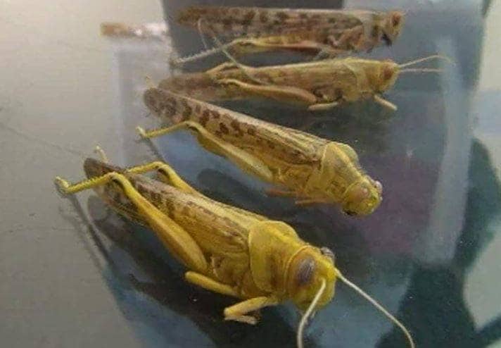 PAK से आई आफत ने राजस्थान को किया परेशान, हो रहा करोड़ों का नुकसान