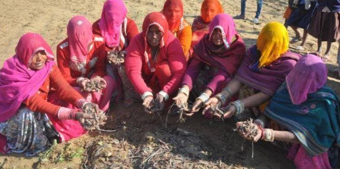 PAK से आई आफत ने राजस्थान को किया परेशान, हो रहा करोड़ों का नुकसान