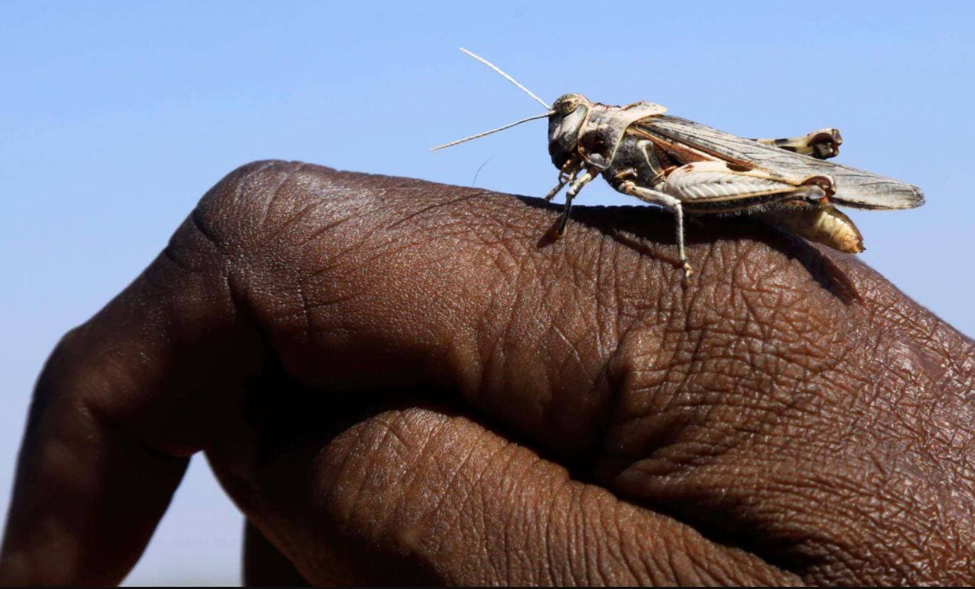 PAK से आई आफत ने राजस्थान को किया परेशान, हो रहा करोड़ों का नुकसान