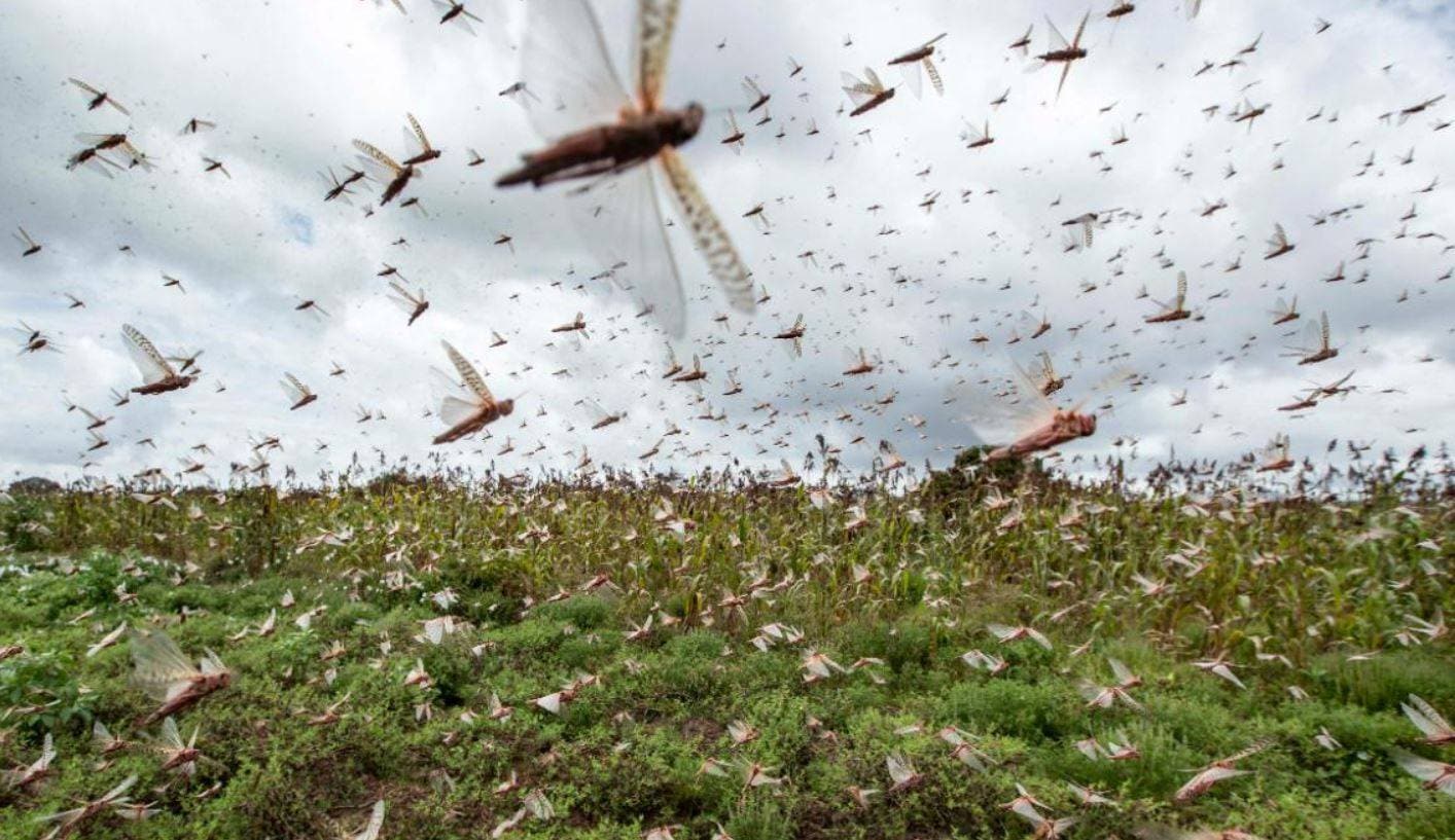 PAK से आई आफत ने राजस्थान को किया परेशान, हो रहा करोड़ों का नुकसान