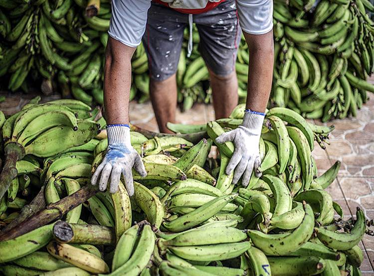 'बनाना कोविड' से केलों की फसल पर संकट, भारत बन सकता है हॉटस्पॉट