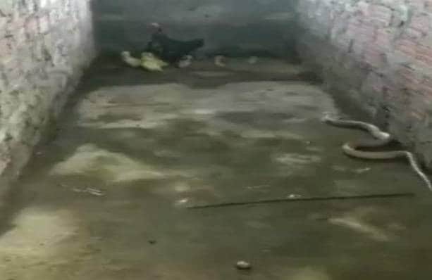 अपने बच्चों को बचाने के लिए कोबरा से भिड़ गई मुर्गी, वीडियो वायरल