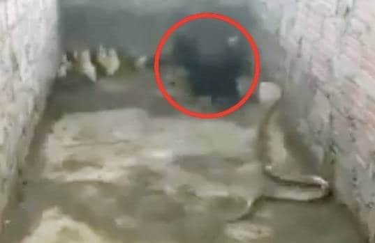 अपने बच्चों को बचाने के लिए कोबरा से भिड़ गई मुर्गी, वीडियो वायरल