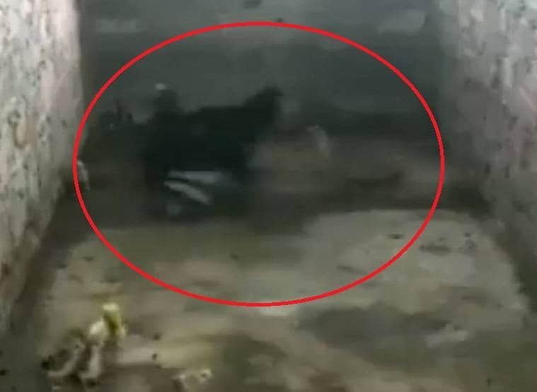 अपने बच्चों को बचाने के लिए कोबरा से भिड़ गई मुर्गी, वीडियो वायरल