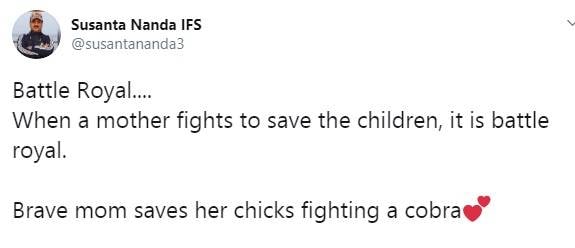 अपने बच्चों को बचाने के लिए कोबरा से भिड़ गई मुर्गी, वीडियो वायरल