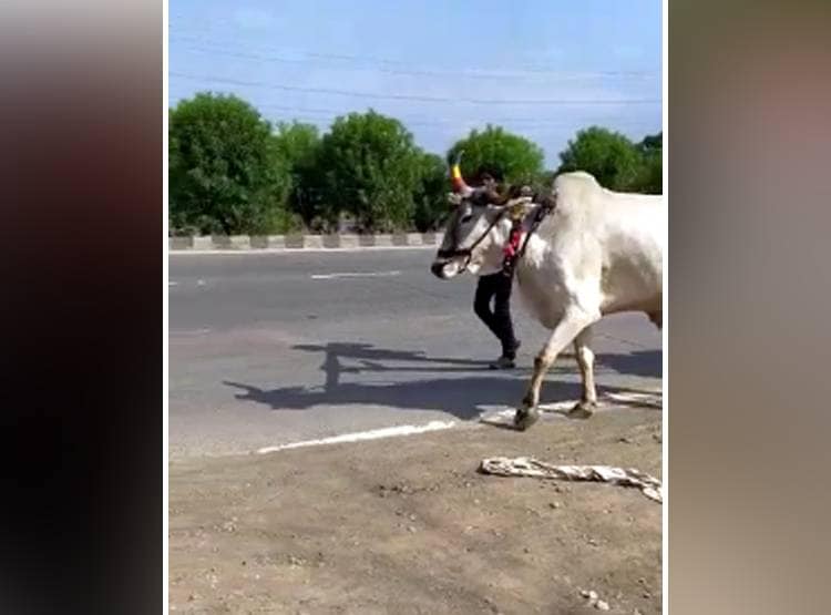 मजदूर की मजबूरी: खर्च के लिए पहले बेचा बैल फिर खुद खींच रहा गाड़ी