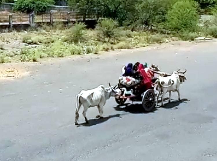 मजदूर की मजबूरी: खर्च के लिए पहले बेचा बैल फिर खुद खींच रहा गाड़ी