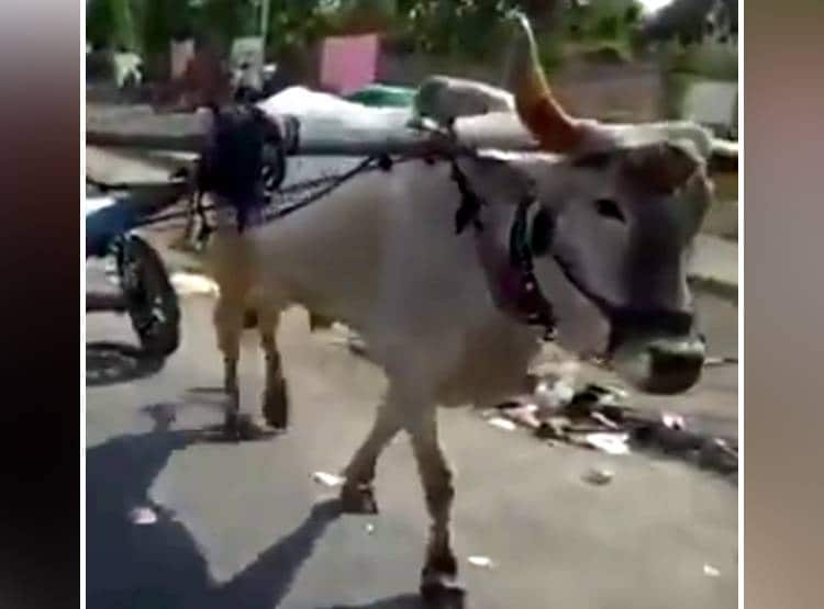 मजदूर की मजबूरी: खर्च के लिए पहले बेचा बैल फिर खुद खींच रहा गाड़ी