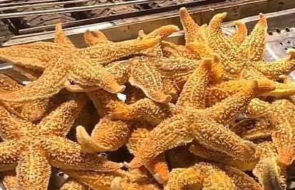 चीन में 70 दिनों बाद खुली कीड़ों की मार्केट, लेकिन लोगों के लिए ये शर्तें