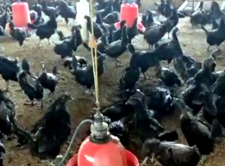 हथियारों के दम पर कड़कनाथ मुर्गों की लूट, CCTV में कैद हु़ए लुटेरे