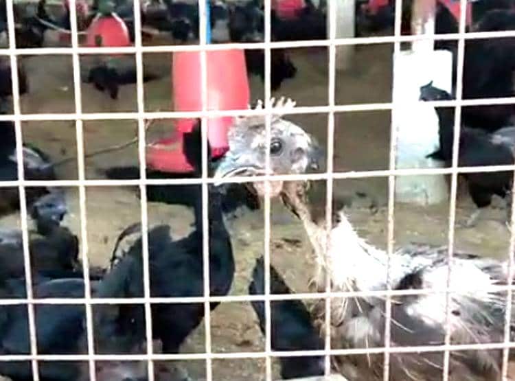 हथियारों के दम पर कड़कनाथ मुर्गों की लूट, CCTV में कैद हु़ए लुटेरे