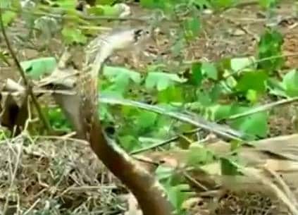 प्यासे कोबरा को अधिकारी ने हाथ से पिलाया पानी, वीडियो वायरल