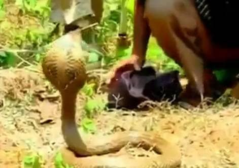 प्यासे कोबरा को अधिकारी ने हाथ से पिलाया पानी, वीडियो वायरल
