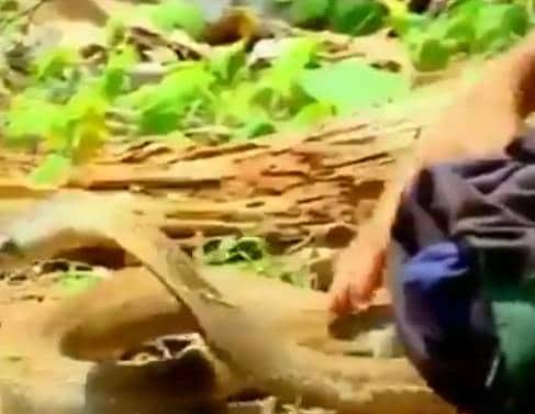 प्यासे कोबरा को अधिकारी ने हाथ से पिलाया पानी, वीडियो वायरल