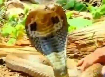 प्यासे कोबरा को अधिकारी ने हाथ से पिलाया पानी, वीडियो वायरल