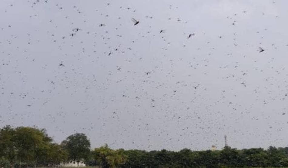 PAK से राजस्थान आई नई आफत, टिड्डियों के अटैक से लोग परेशान