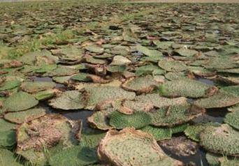 पैकेज में बिहार के मखाने और UP के आम का जिक्र, जानें- क्या है प्लान