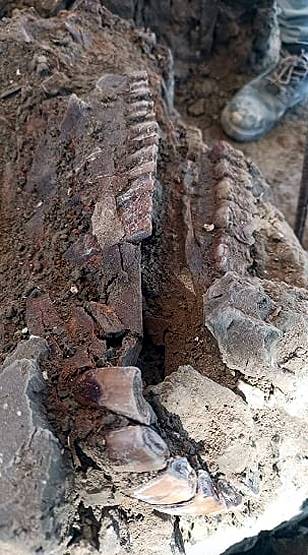 इस एयरपोर्ट के नीचे मिले हजारों साल पुराने विशाल 'हाथियों' के अवशेष