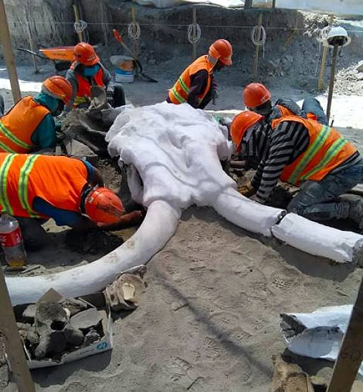 इस एयरपोर्ट के नीचे मिले हजारों साल पुराने विशाल 'हाथियों' के अवशेष