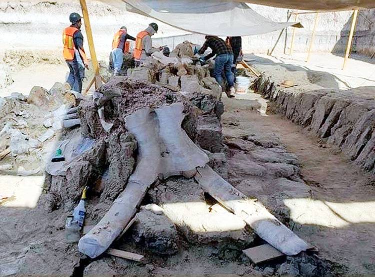 इस एयरपोर्ट के नीचे मिले हजारों साल पुराने विशाल 'हाथियों' के अवशेष