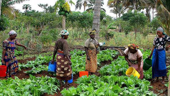 तंजानियाः बकरी-फल सब कोरोना पॉजिटिव, टेस्ट किट की जांच के आदेश