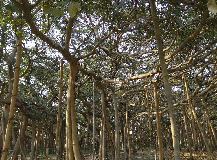 अम्फान तूफान ने उखाड़ दी दुनिया के सबसे पुराने बरगद पेड़ की जड़ें