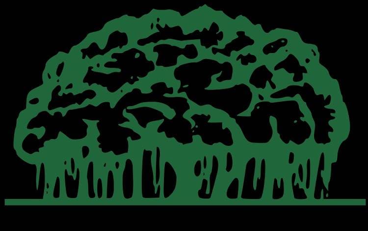 अम्फान तूफान ने उखाड़ दी दुनिया के सबसे पुराने बरगद पेड़ की जड़ें