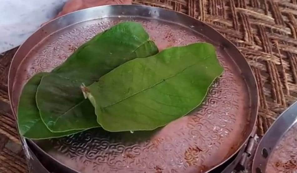 पान के पत्ते नहीं मिले तो अमरूद के पत्तों पर कत्था लगाकर खाने लगे शौकीन