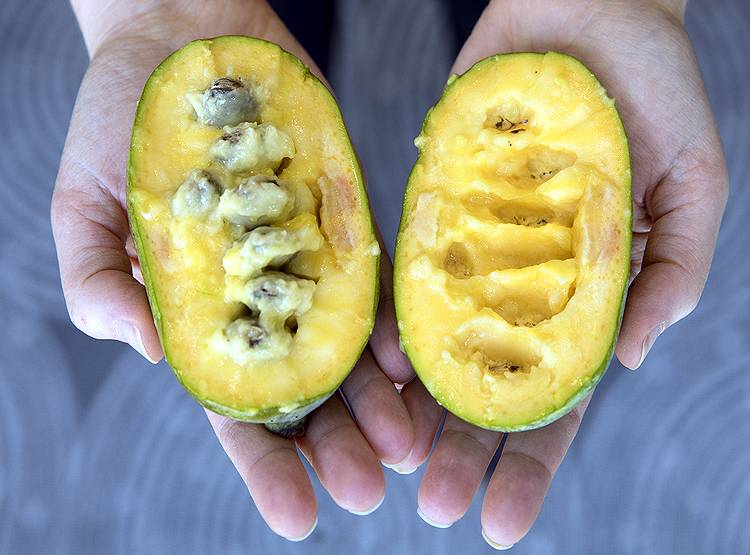 तंजानियाः बकरी-फल सब कोरोना पॉजिटिव, टेस्ट किट की जांच के आदेश