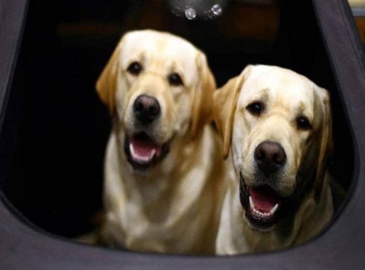 कुत्ते की मौत पर भावुक हुआ दूसरा कुत्ता, किसी को नहीं आने दिया शव के पास