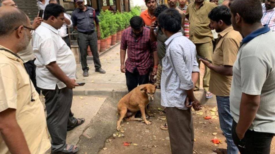 अपने पालतू जानवरों को छोड़ा तो खैर नहीं, इस राज्य में होगा एक्शन