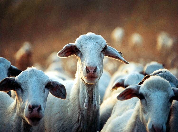 तंजानियाः बकरी-फल सब कोरोना पॉजिटिव, टेस्ट किट की जांच के आदेश