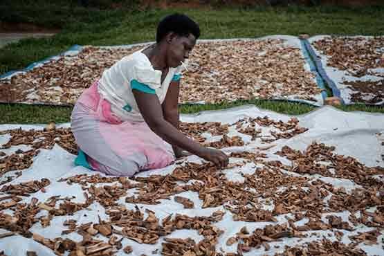 इस अमीर ने पैसे-हथियार के दम पर कराईं 8 लाख हत्या, 25 साल छिपने के बाद अरेस्ट