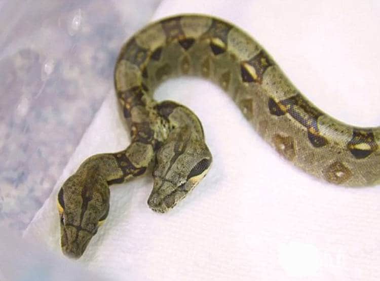 ओडिशा में दिखा दो सिर वाला दुर्लभ सांप, खाने के लिए लड़ रहे थे दोनों सिर