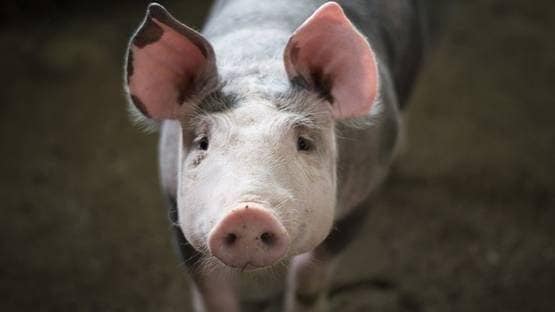 भारत में खतरनाक अफ्रीकी फ्लू की दस्तक, असम में 2500 सूअरों की मौत