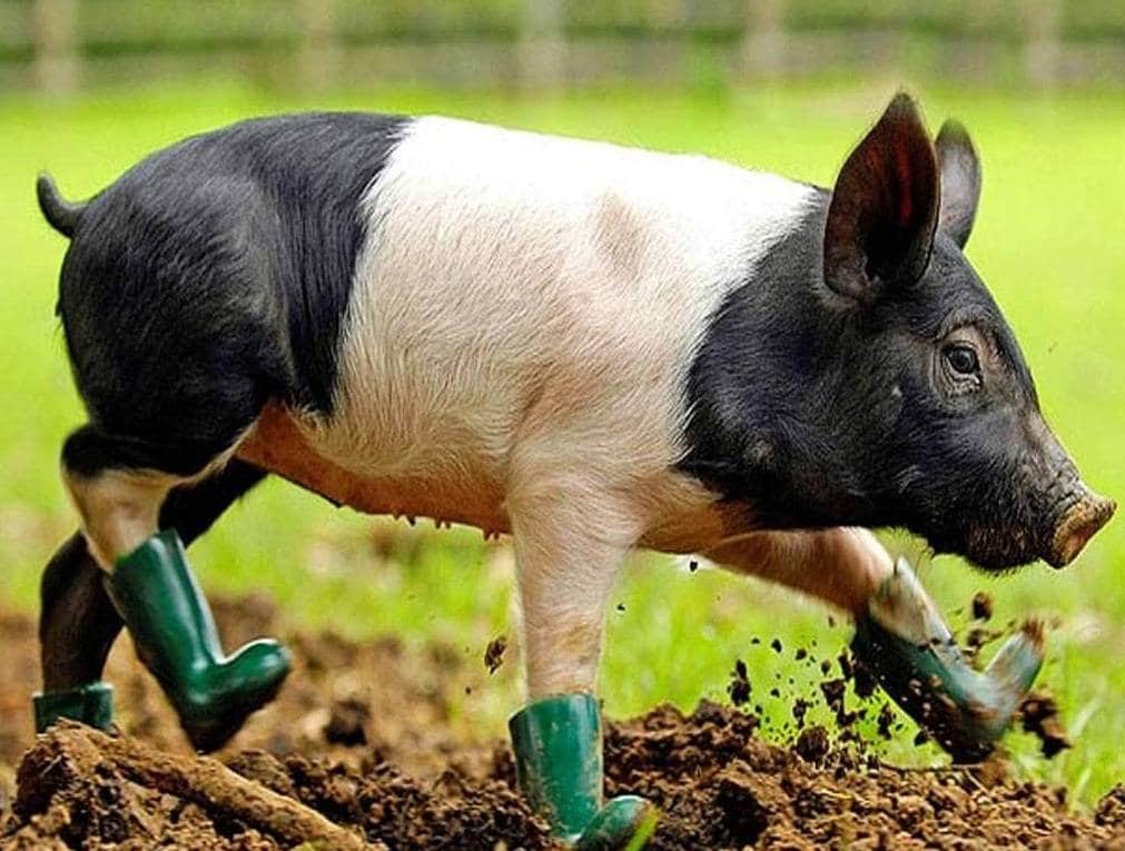 भारत में खतरनाक अफ्रीकी फ्लू की दस्तक, असम में 2500 सूअरों की मौत