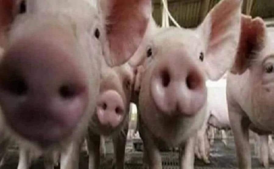 भारत में खतरनाक अफ्रीकी फ्लू की दस्तक, असम में 2500 सूअरों की मौत