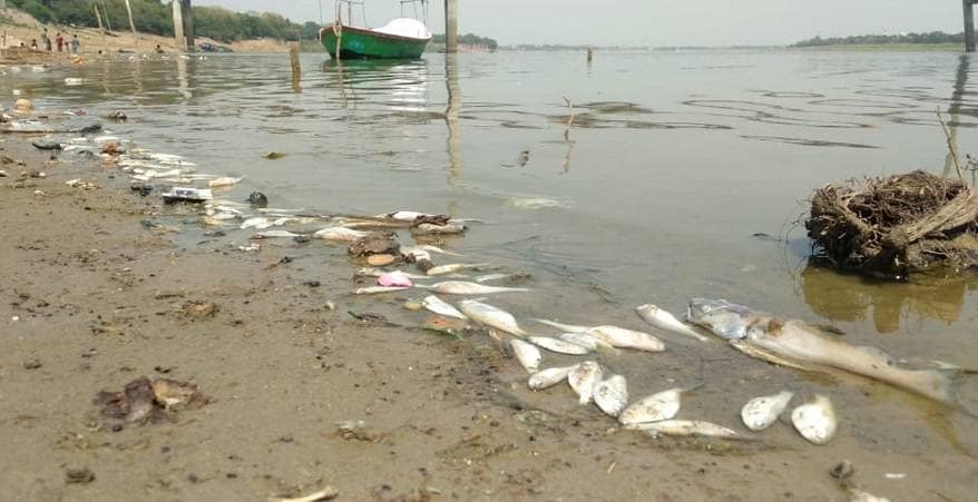 यमुना में मरी मिलीं हजारों मछलियां, नदी किनारे जाने से डरे लोग