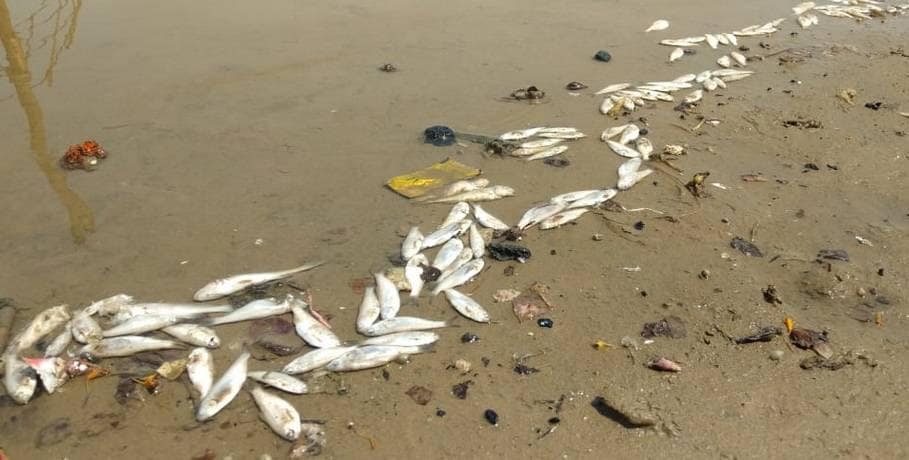 यमुना में मरी मिलीं हजारों मछलियां, नदी किनारे जाने से डरे लोग
