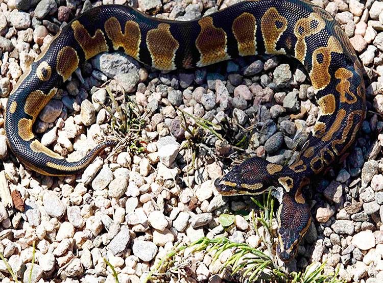 ओडिशा में दिखा दो सिर वाला दुर्लभ सांप, खाने के लिए लड़ रहे थे दोनों सिर