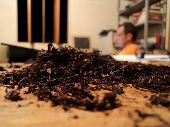 इस नशीली चीज से बन सकती है कोरोना की वैक्सीन! इंसानों पर होगा ट्रायल