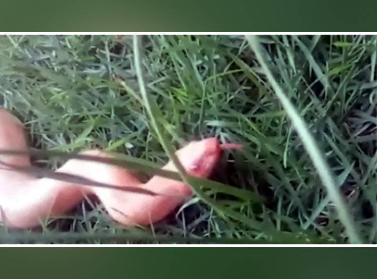 कुएं में मिला दुर्लभ प्रजाति का सांप, DNA में बदलाव से बदल गया रंग