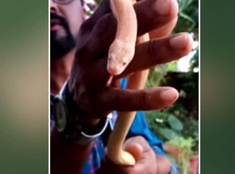 कुएं में मिला दुर्लभ प्रजाति का सांप, DNA में बदलाव से बदल गया रंग