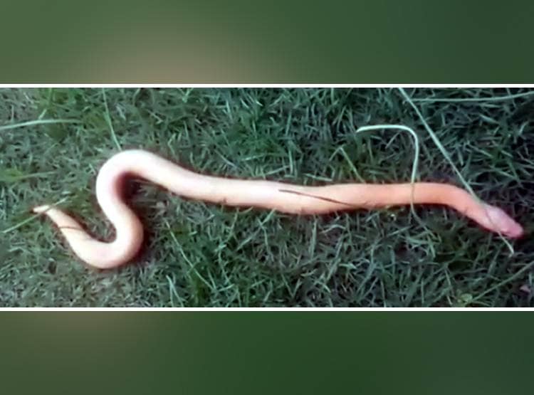 कुएं में मिला दुर्लभ प्रजाति का सांप, DNA में बदलाव से बदल गया रंग