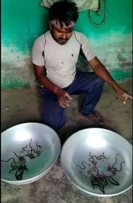 इस घर में 8 दिन से निकल रहे जानलेवा किंग कोबरा, अब तक 123 निकले