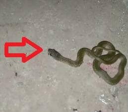 इस घर में 8 दिन से निकल रहे जानलेवा किंग कोबरा, अब तक 123 निकले