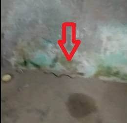 इस घर में 8 दिन से निकल रहे जानलेवा किंग कोबरा, अब तक 123 निकले