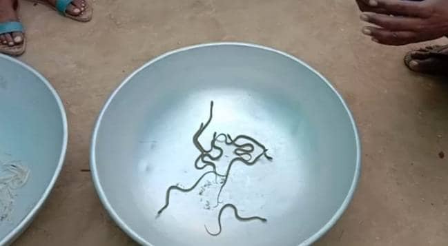 इस घर में 8 दिन से निकल रहे जानलेवा किंग कोबरा, अब तक 123 निकले