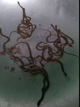 इस घर में 8 दिन से निकल रहे जानलेवा किंग कोबरा, अब तक 123 निकले