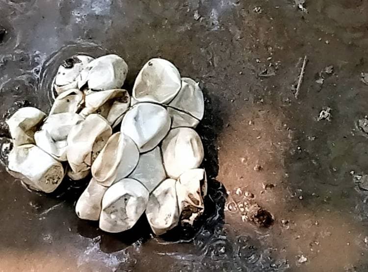 चूहे के बिल में डाला पानी, बाहर आकर रेंगने लगे 200 से अधिक सांप